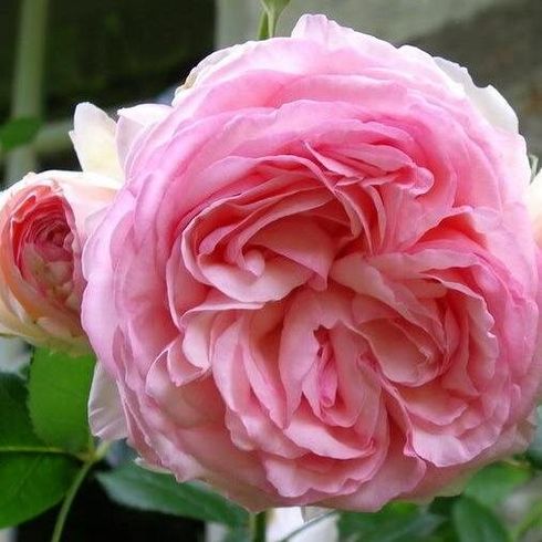 Роза плетистая "Eden Rose"