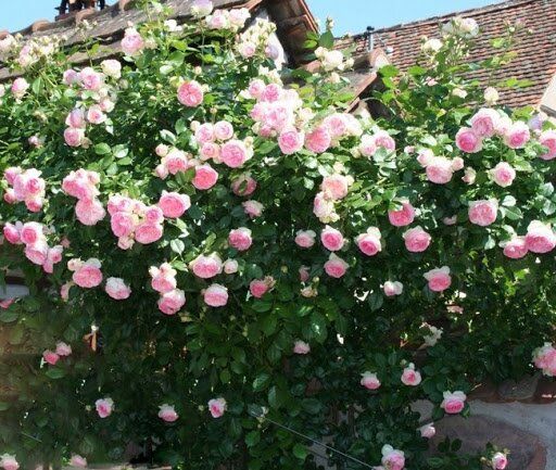 Роза плетистая "Eden Rose"