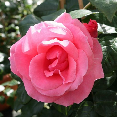 Роза плетистая "Lavinia" (Лавиния)
