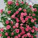 Троянда плетиста "Lavinia" (Лавінія)