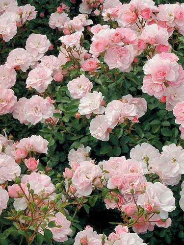 Роза плетистая "Holland Pink" (Холланд Пинк)