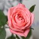 Троянда чайно-гібридна "Anna Karina" (Анна Карина))
