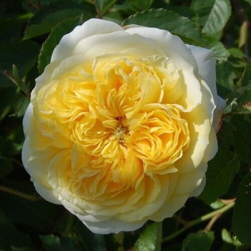 Роза парковая "Piligrim" (Пилигрим)