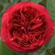Роза парковая "Red Eden" (Ред Еден)
