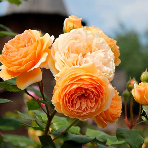 Троянда паркова "Crown Princess Margareta" (Кроун Принцеса Маргарет)