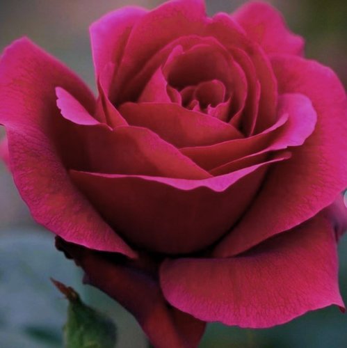 Троянда чайно-гібридна Mata Hari (Мата Харі)