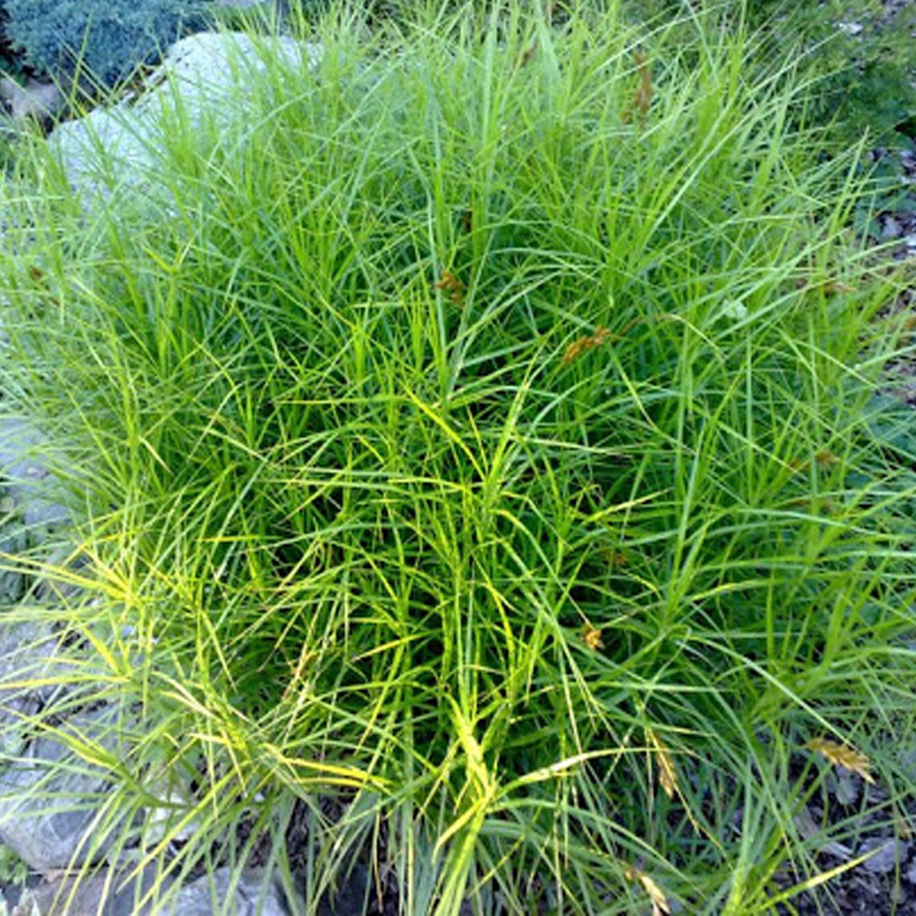 Осока пальмолистная Carex muskingumensis