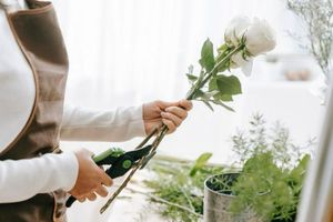 Як доглядати за садовими трояндами: поради та цікавинки