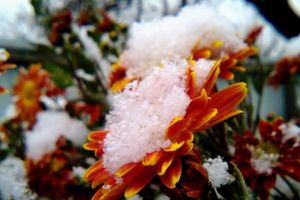 Как зимуют хризантемы