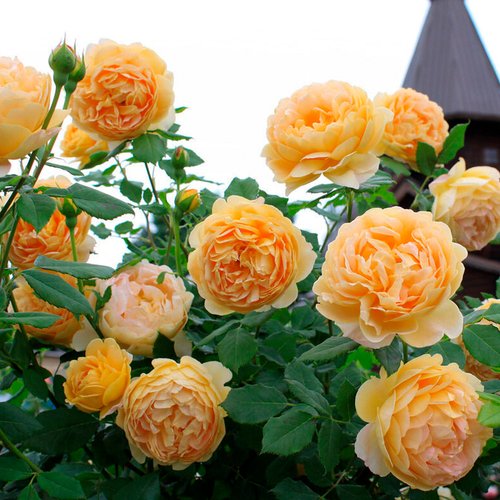 Троянда паркова "Golden Celebration" (Голден Селебрейшн)
