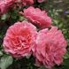 Роза парковая "Rosarium Ueterse"