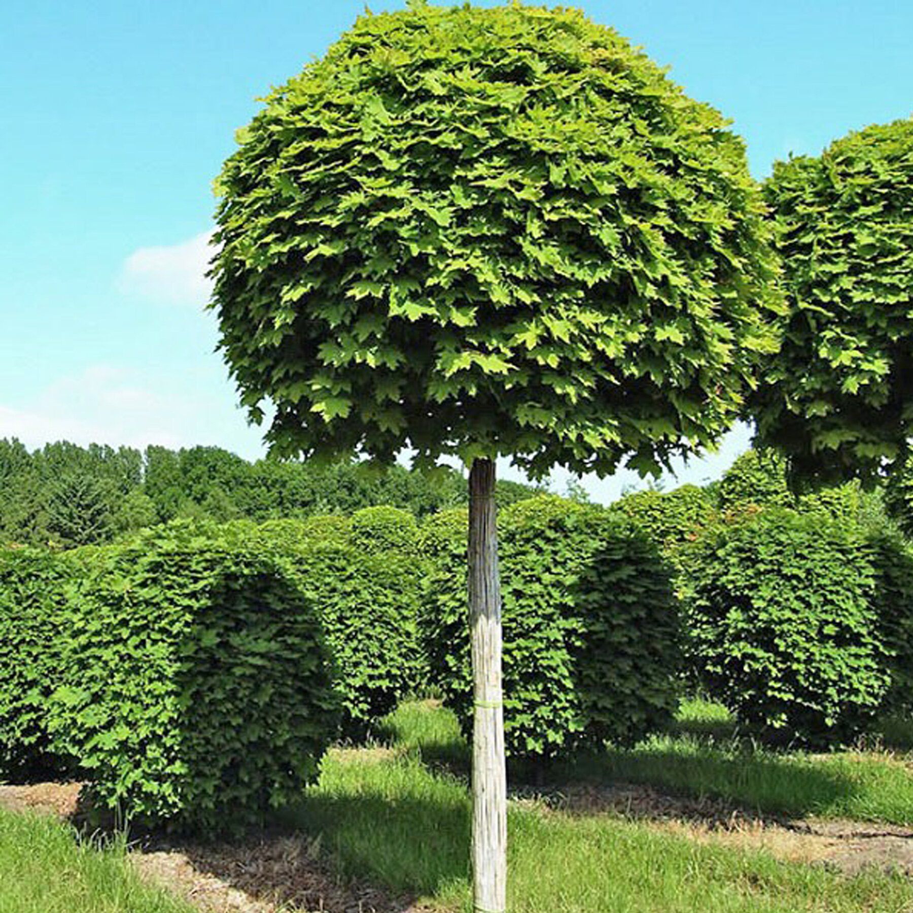 Декоративные деревья на штамбе для садового участка фото и названия