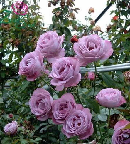 Роза чайно-гибридная "Blue Parfum" (Блю Парфюм)