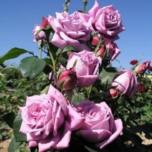 Роза чайно-гибридная "Blue Parfum" (Блю Парфюм)