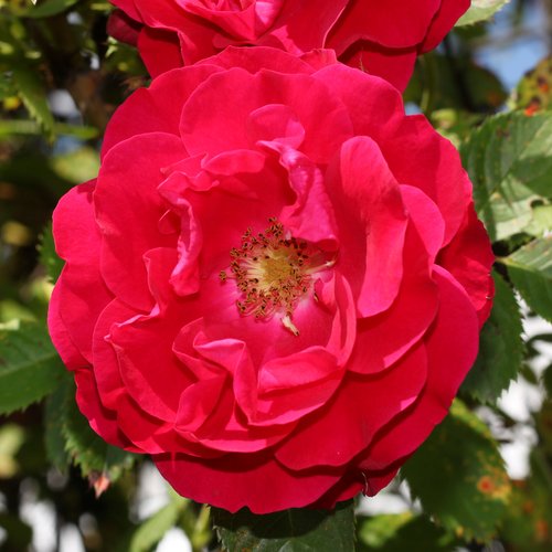 Троянда плетиста "Holland Red" (Холланд Ред)