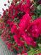 Троянда плетиста "Holland Red" (Холланд Ред)