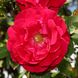 Роза плетистая "Holland Red" (Холланд Ред)