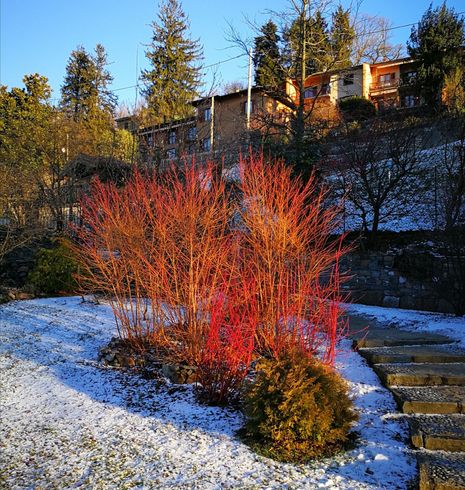Дерен криваво-червоний "Winter Beauty" (Вінтер Бьюті)