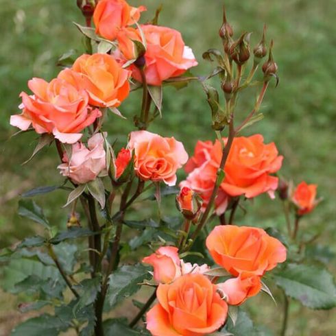Роза бордюрная "Аlegria" (Алегрия)