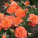 Троянда бордюрна "Аlegria" (Алегрія)