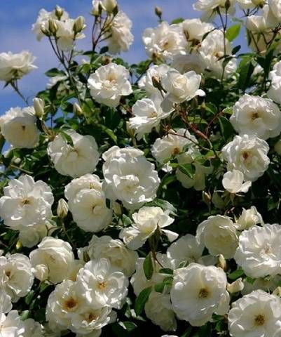 Роза плетистая "Holland White" (Холланд Уайт)