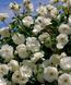 Троянда плетиста "Holland White" (Холланд Уайт)
