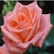 Троянда чайно-гібридна "Engagement" (Ангажемент)