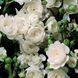 Троянда грунтопокривна "Cristal Fairy" ( Крістал Фейрі)