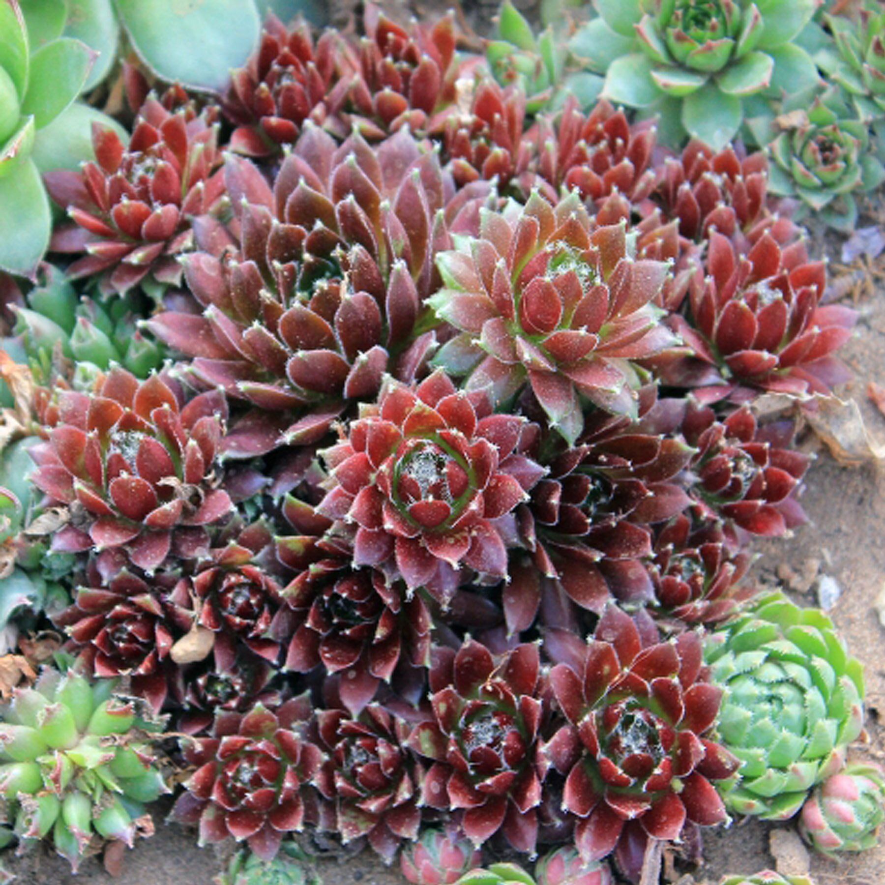 Молодило фото. Альпийская живучка Sempervivum. Молодило паутинистое хамелеон. Молодило Sempervivum Silberkarneol. Семпервивум молодило.