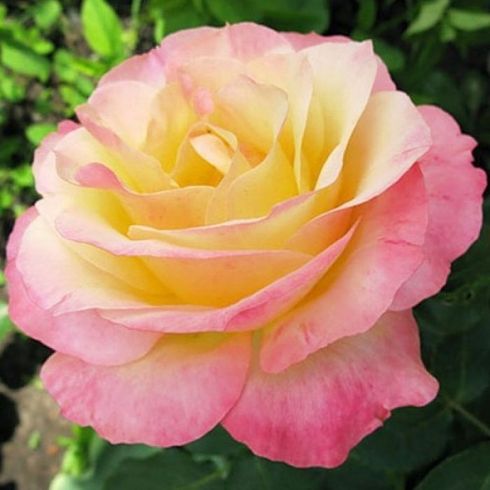 Троянда чайно-гібридна "Gloria Dei" (Глорія Дей)