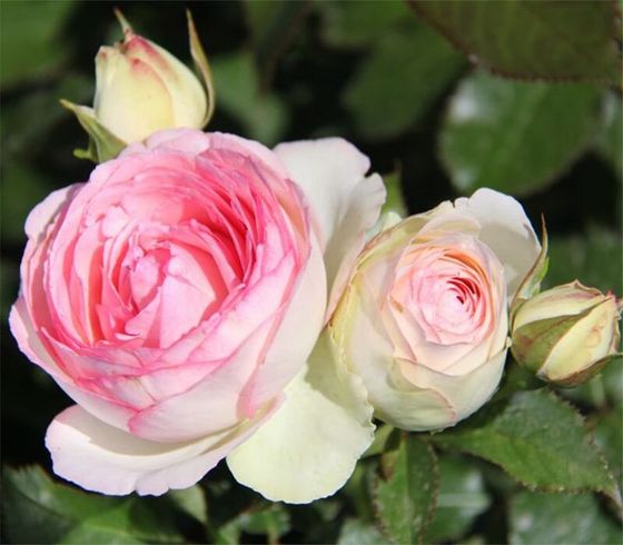 Троянда плетиста "Eden Rose" (Еден Роуз)