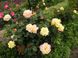 Троянда чайно-гібридна "Gloria Dei" (Глорія Дей)