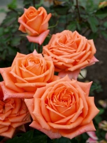 Роза чайно-гибридная "Eldorado" (Эльдорадо)