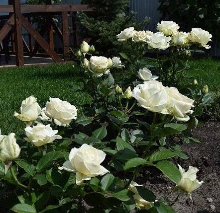 Троянда чайно-гібридна "Avalanche" (Аваланж)