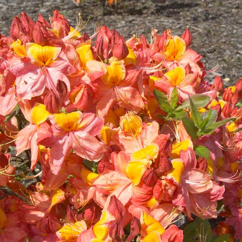 Азалия крупноцветковая японская "Liliput"