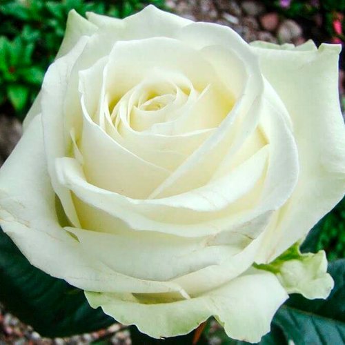 Роза чайно-гибридная "Avalanche" (Аваланж)