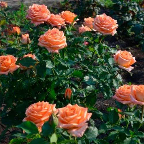 Троянда чайно-гібридна "Eldorado" (Ельдорадо)