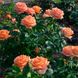 Роза чайно-гибридная "Eldorado" (Эльдорадо)