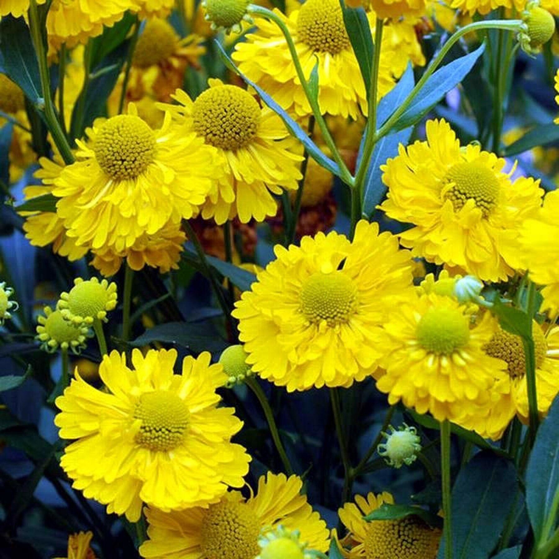 Гелениум Канария (Helenium Kanaria)