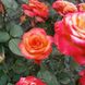Троянда чайно-гібридна "High Magic" (Хай Меджик)