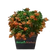 Жимолость витка