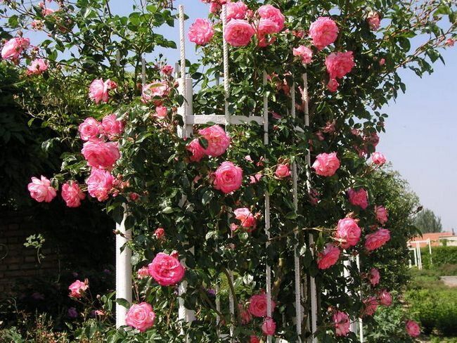 Троянда плетиста "Handel" (Хендель)