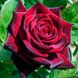 Троянда чайно-гібридна "Black Magic" (Блек Меджік)