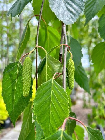Береза "Long Trunk" (Лонг Транк)