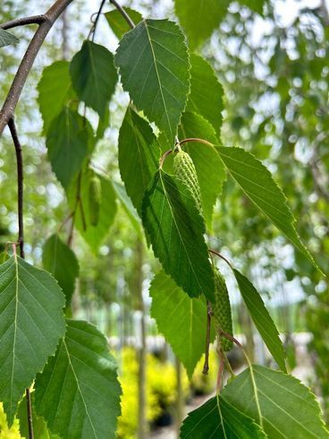 Береза "Long Trunk" (Лонг Транк)