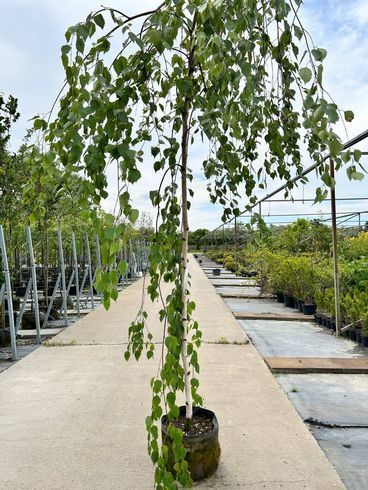 Береза "Long Trunk" (Лонг Транк)