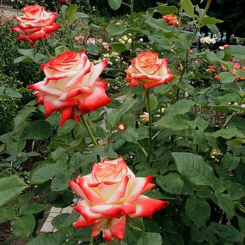 Троянда чайно-гібридна "Imperatrice Farah" (Імператриця Фарах)