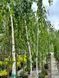 Береза "Long Trunk" (Лонг Транк)