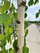 Береза "Long Trunk" (Лонг Транк)