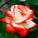 Троянда чайно-гібридна "Imperatrice Farah" (Імператриця Фарах)